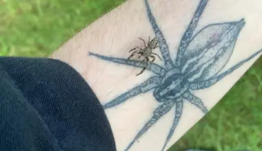 Scared of spiders? Scientists say the real nightmare is losing them