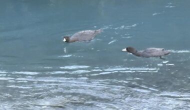 Endangered whio return to Rees Valley after decades