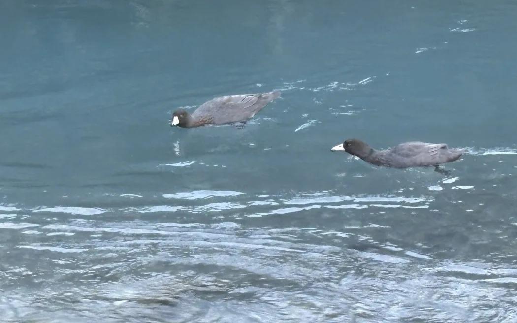 Endangered whio return to Rees Valley after decades