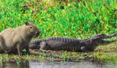 Capybara resting on a muddy riverbank beside a caiman in a South American wetland