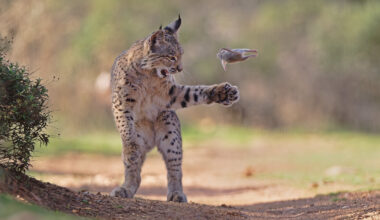 Winners of the Wildlife Photographer of the Year People’s Choice