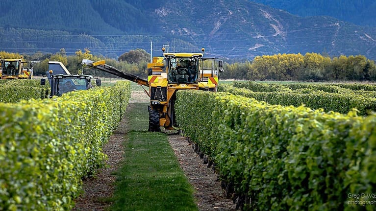 Wine harvest in 2025. Like last year, only the very best fruit will be picked as wine companies try to rebalance supply with demand. (Source: Supplied / Greg D Wass)