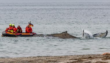 Rescuers try to refloat a stranded humpback whale in Germany’s Baltic Sea
