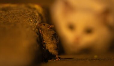 This photographer snapped Tom and Jerry in real life – but the ominous scene looks nothing like the cartoons!