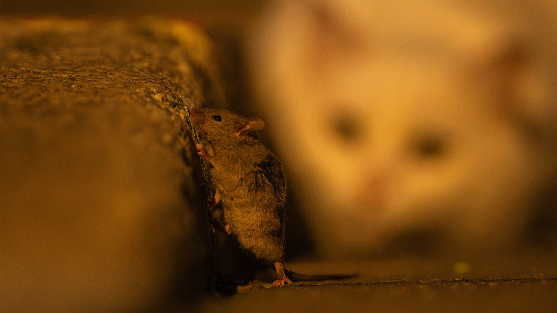 This photographer snapped Tom and Jerry in real life – but the ominous scene looks nothing like the cartoons!
