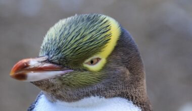 Penguin rescuer needs rescuing from tide