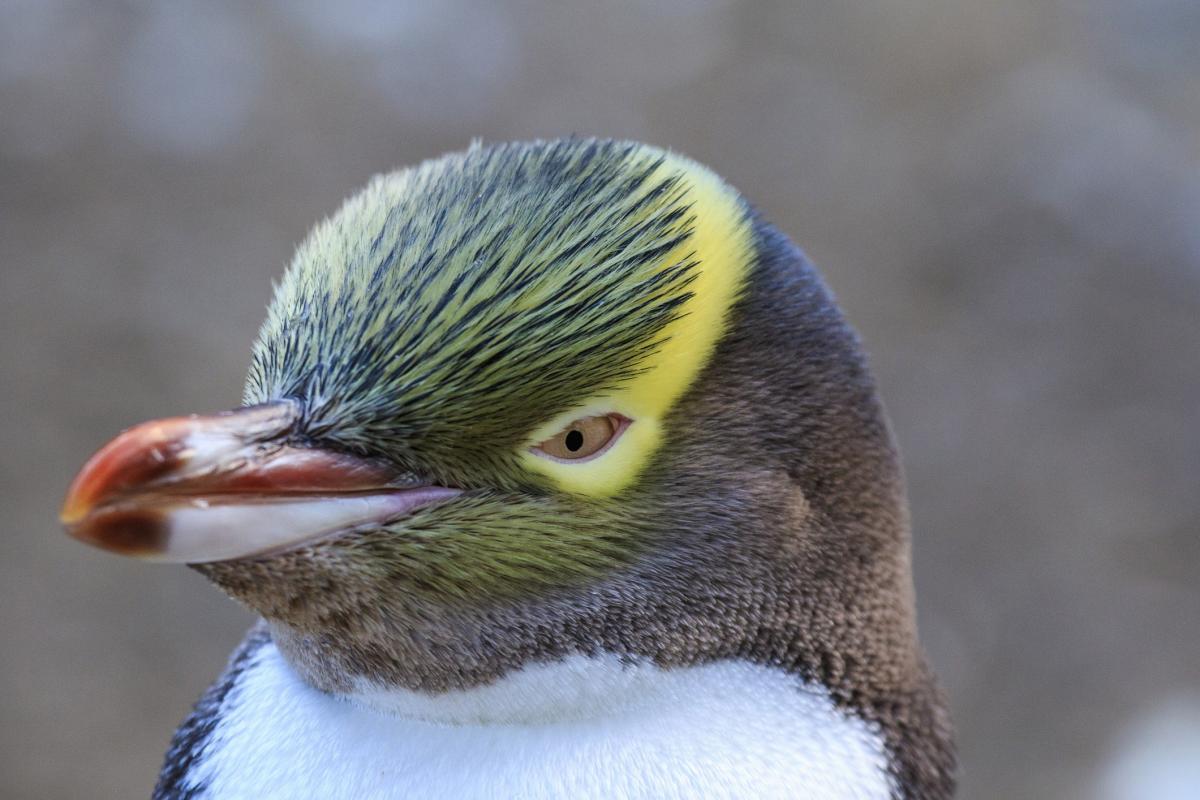 Penguin rescuer needs rescuing from tide