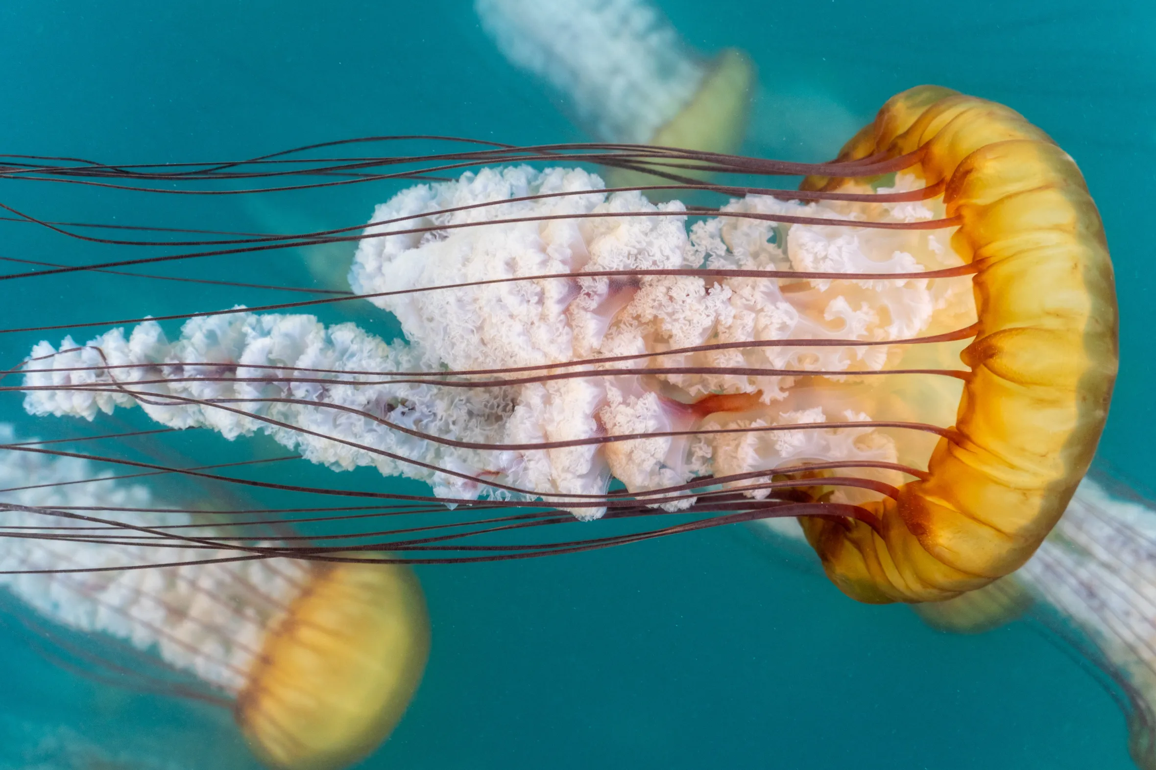 A sea nettle with a vibrant orange bell and flowing white and brown tentacles floats in clear blue water.