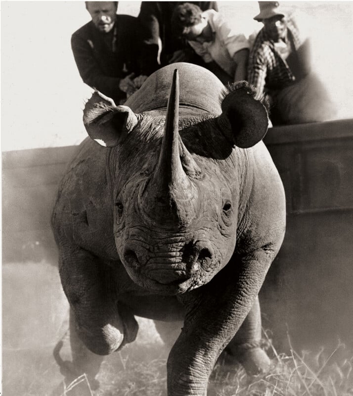A rhinoceros runs toward the camera in the foreground, while four people in a vehicle watch from behind it. Dust rises around the rhino’s feet, capturing a sense of movement and urgency. The image is in black and white.