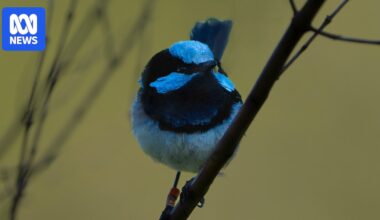 Fears for superb fairy-wrens as experts studying Canberra population predict extinction within decades
