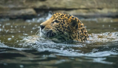 Yahoo lifestyle home