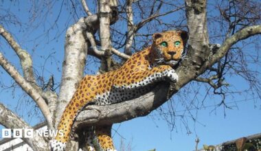 The image shows a leopard sculpture in a tree without leaves. The leopard's green eyes are glaring downwards. There is a clear blue sky in the background.