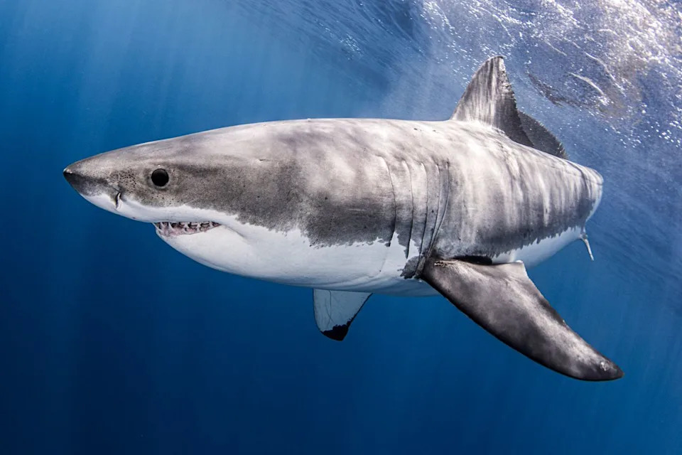 Great white sharkCredit: Getty