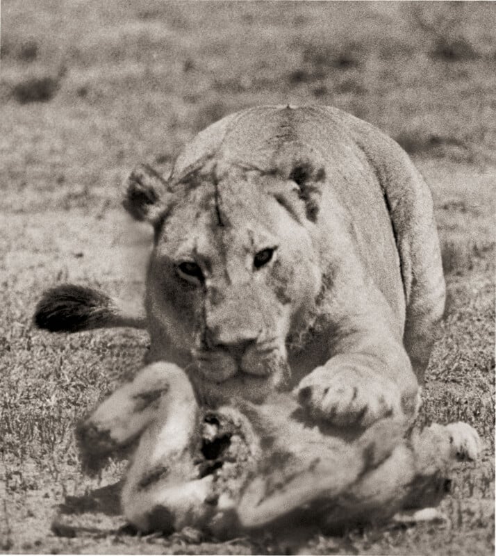 A lioness crouches over and feeds on a carcass in a grassy area, her gaze focused forward, with one paw resting on her prey. The image is in black and white.