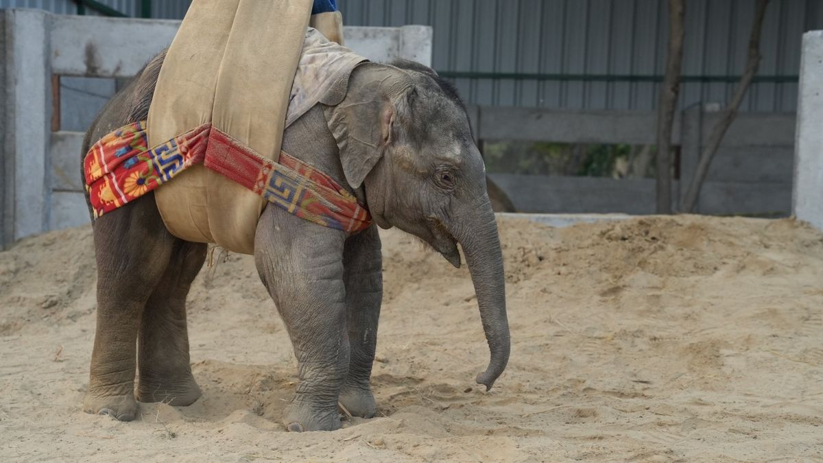 Beautiful Bani using a custom-made sling support to be lifted for the first time - she was able to stand for approximately five minutes
