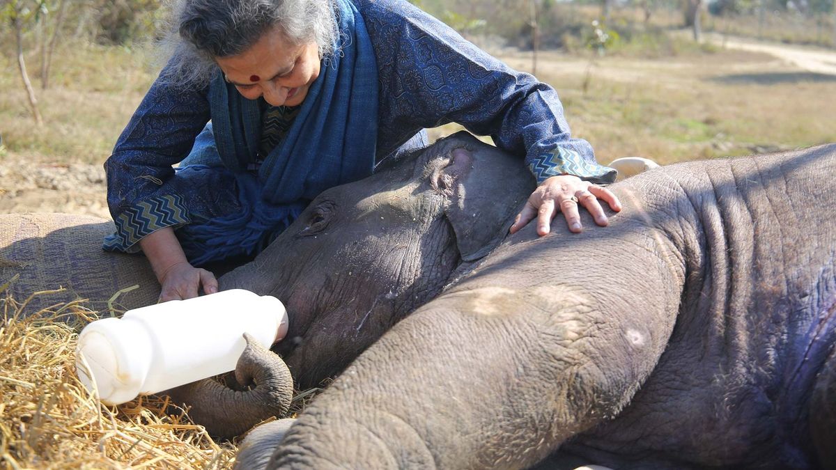 Bani, being fed some delicious milk by her devoted caregivers 
