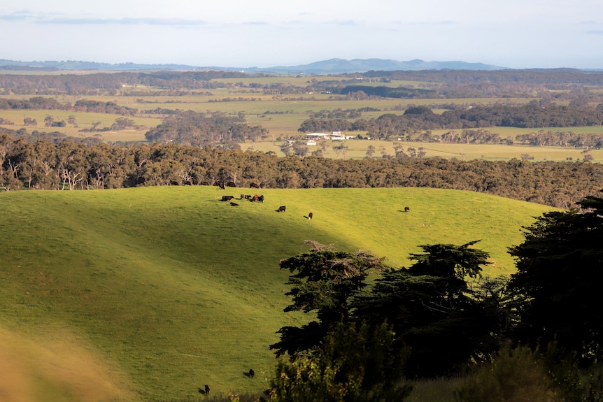 Rolling green hills and pastures with cows visible in the distance beneath a blue sky