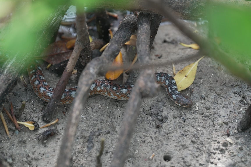 A snake slithering through the roots of mangroves.