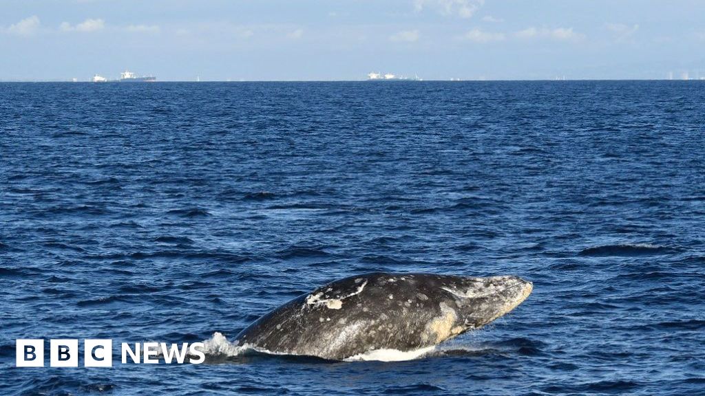 Gray whale dies days after swimming up Washington's Willapa River