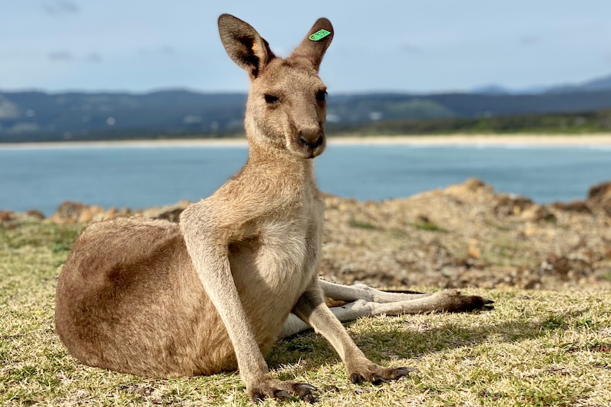 bony looking adult kangaroo