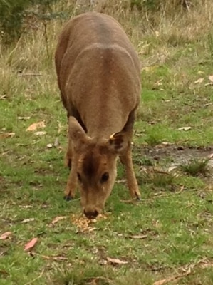 hog deer
