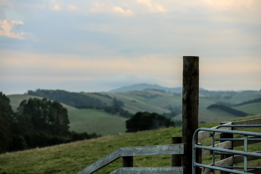 Posts and fences of cattleyards in the foreground, with rolling green hills and trees behind.