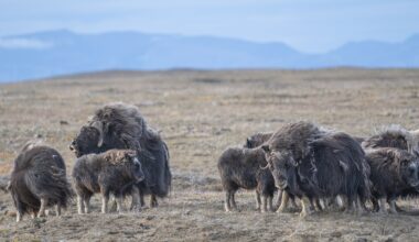 Canadian muskoxen hit by double punch of novel diseases and climate change