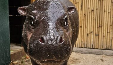 Rare pygmy hippo arrives in Israel to launch breeding program