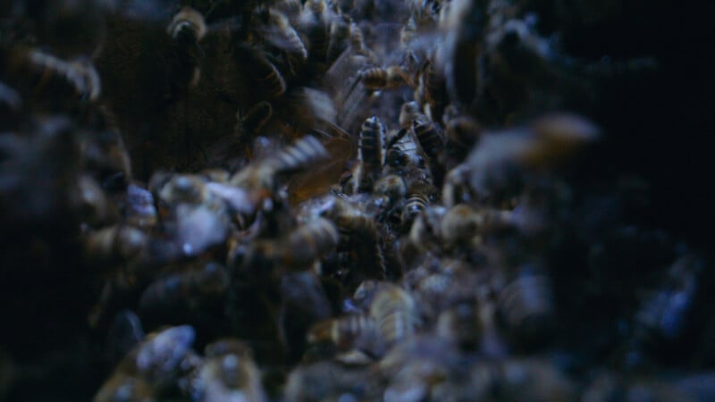 A close-up, blurred image of a dense swarm of bees, showing their striped bodies and wings in motion, creating a sense of chaos and intense activity.