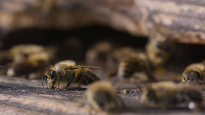 Close-up of several honey bees on a wooden surface, with one bee in sharp focus drinking or collecting something, while others are blurred in the background near a dark cavity.