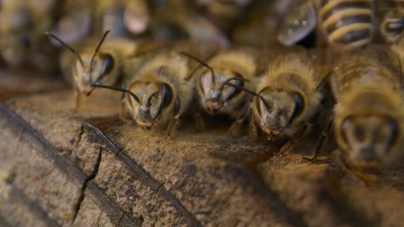 Close-up view of several bees lined up on a rough wooden surface, with their antennae facing forward and their bodies densely packed together.