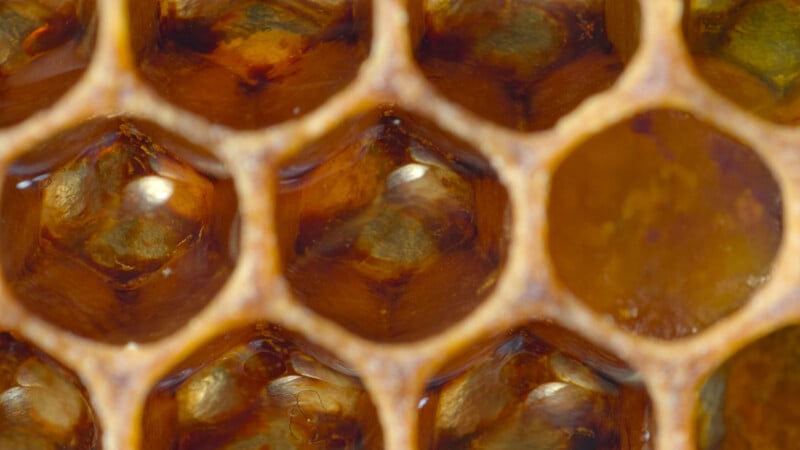 Close-up of honeycomb cells filled with golden-brown honey, showing the hexagonal wax structure and glistening liquid inside.