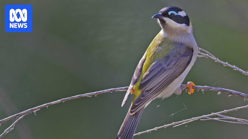 Tintinara farm owner convicted over clearing 112 hectares of bushland