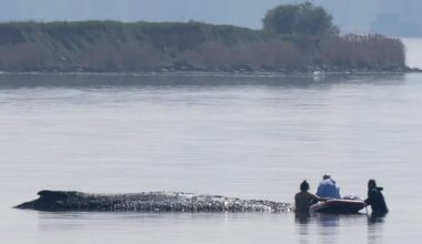 German rescuers plan to use air cushions in bid to save Timmy the stranded whale
