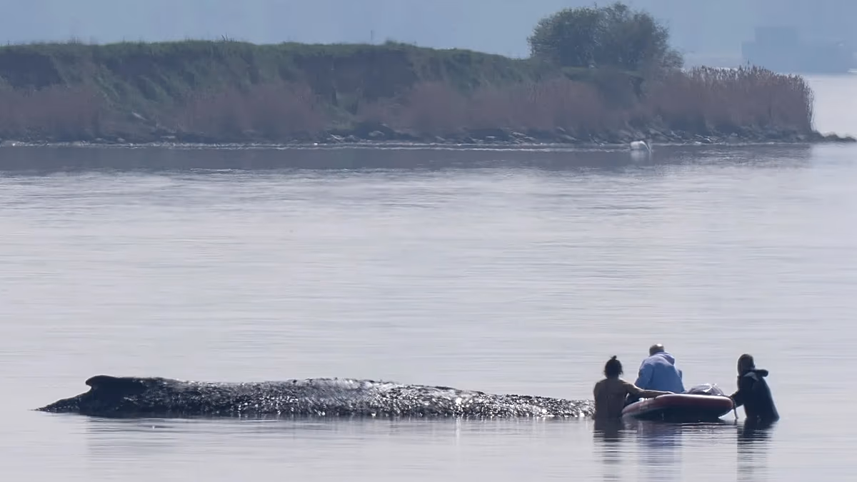 German rescuers plan to use air cushions in bid to save Timmy the stranded whale