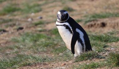 Scientists turned penguins into ‘toxicologists’ and found forever chemicals in this remote region