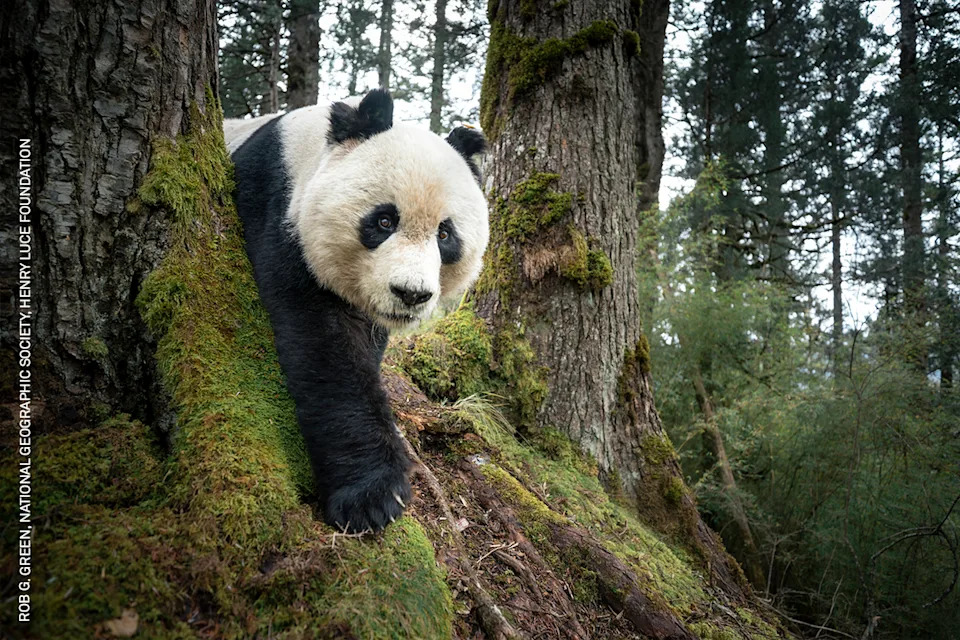 A wild giant panda is captured by a camera trap in the Wanglang National Nature Reserve. Sichuan, China, 11 November 2025.