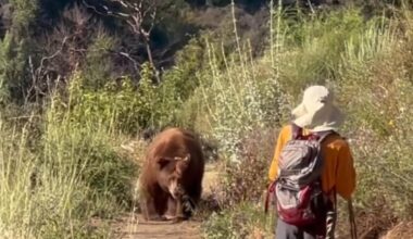 Bear charges at hiker in Angeles National Forest caught on video