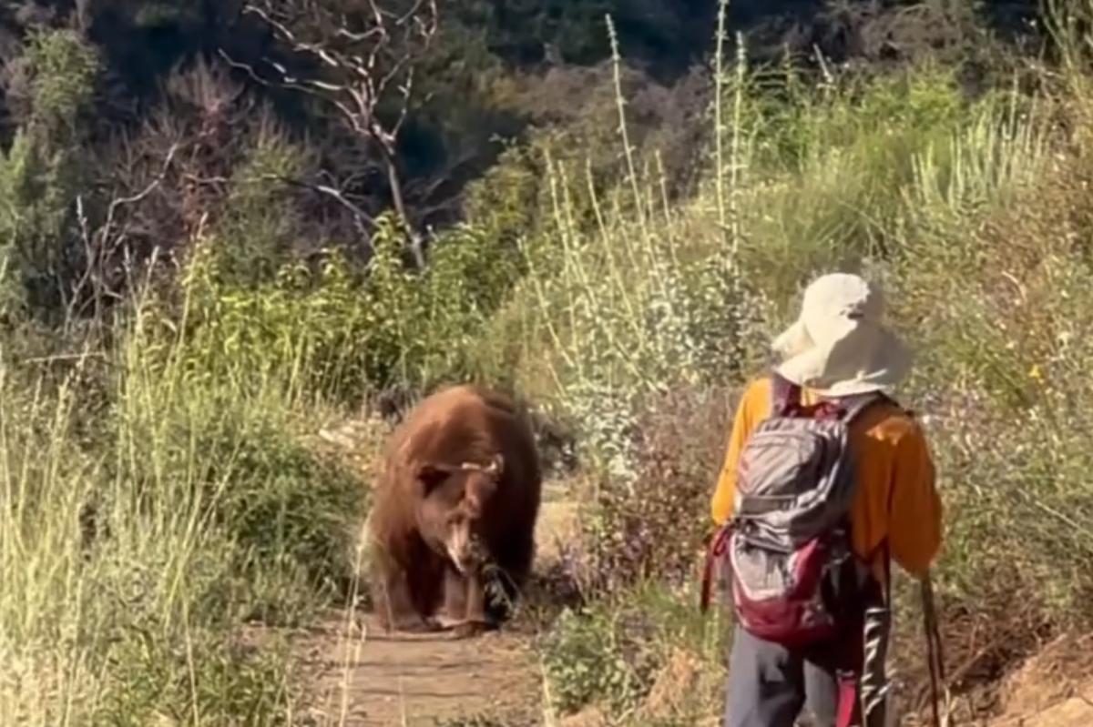 Bear charges at hiker in Angeles National Forest caught on video