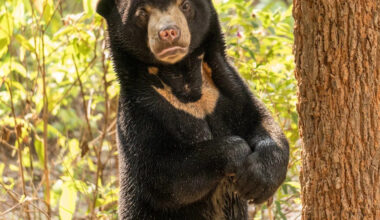 Rescued Bear Who 'Finally Feels Safe Enough to Rest' Is a Thing of Pure Beauty