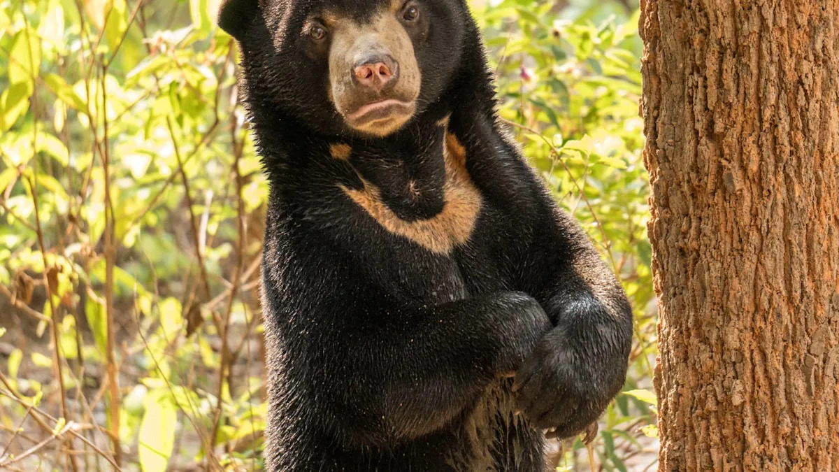 Rescued Bear Who 'Finally Feels Safe Enough to Rest' Is a Thing of Pure Beauty