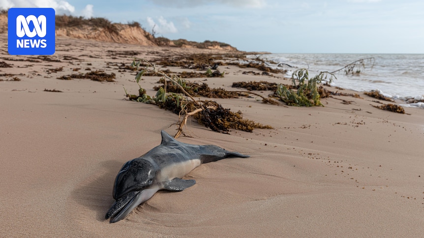 Fears for Ningaloo Reef after ex-cyclone decimates region amid coral spawning season