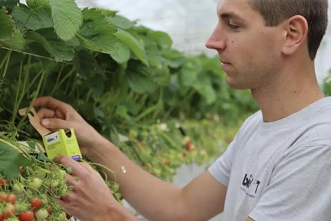 Biobest Aphidoletes-System packaging