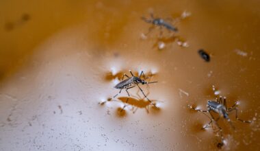 Aid cuts threaten Zimbabwe’s malaria gains, with cases and deaths surging – Save the Children