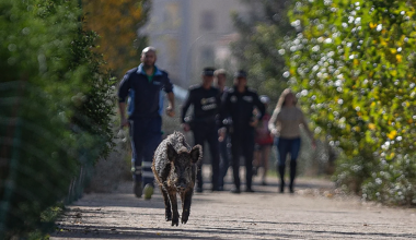 Hepatitis E found as wild boar study reveals disease risk in Malaga urban areas