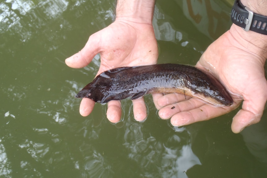 A small lungfish held up in a person's hands.
