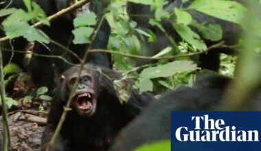 Wild chimpanzees recorded waging ‘civil war’ with coordinated attacks between two groups | Primatology