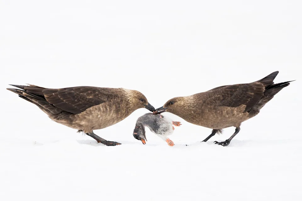 Two brown skuas face each other on Antarctic snow, each gripping opposite ends of a small penguin chick between their beaks in a tug-of-war against a stark white background