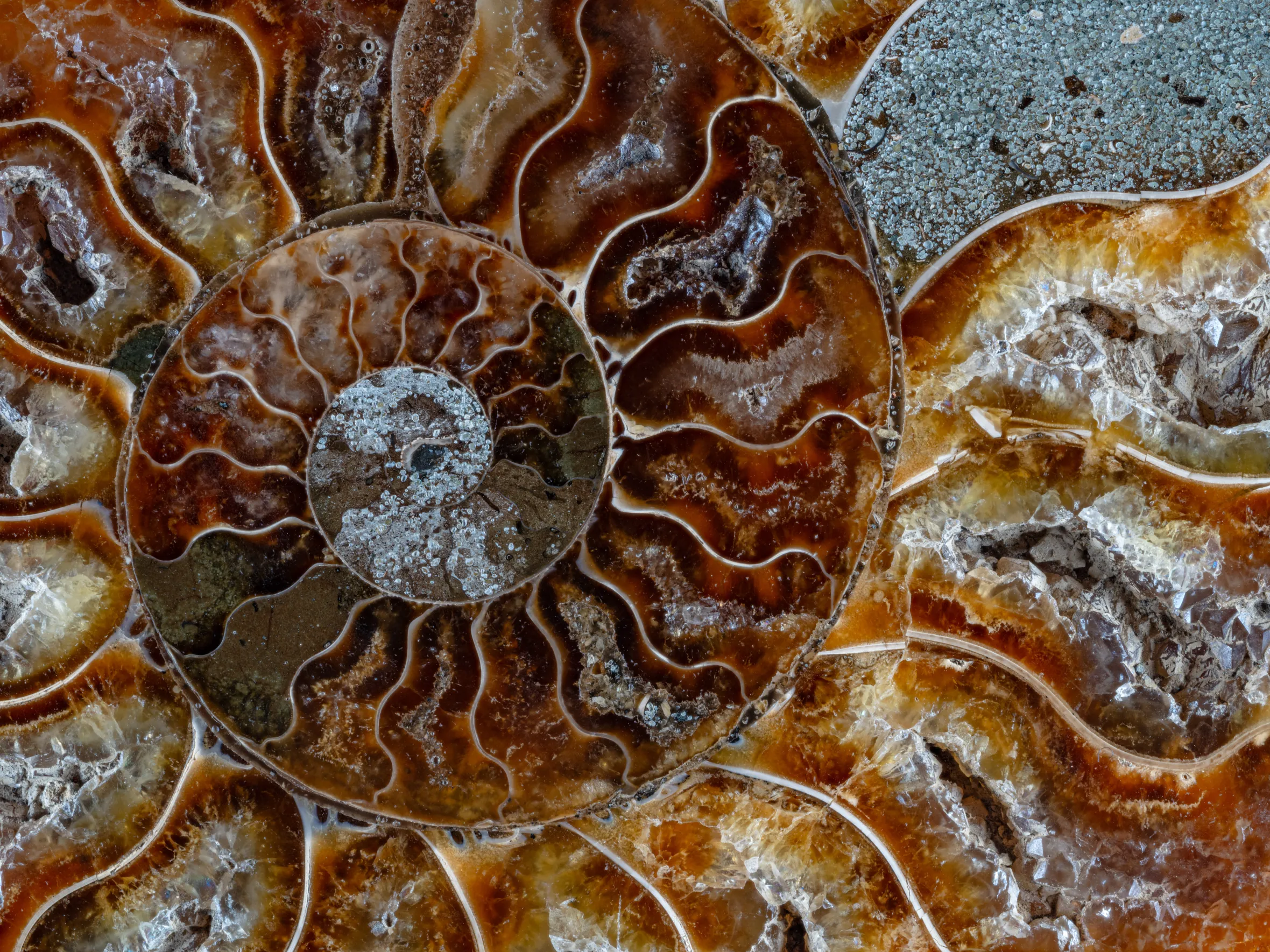 Close-up of a fossilized ammonite with amber-colored, intricate patterns.