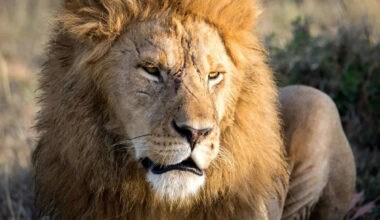 The Largest Lion Ever Recorded Was Nearly the Size of a Grizzly